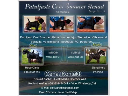Patuljasti Crni Šnaucer
